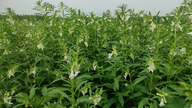 healthy and green sesame farm for harvest and business	