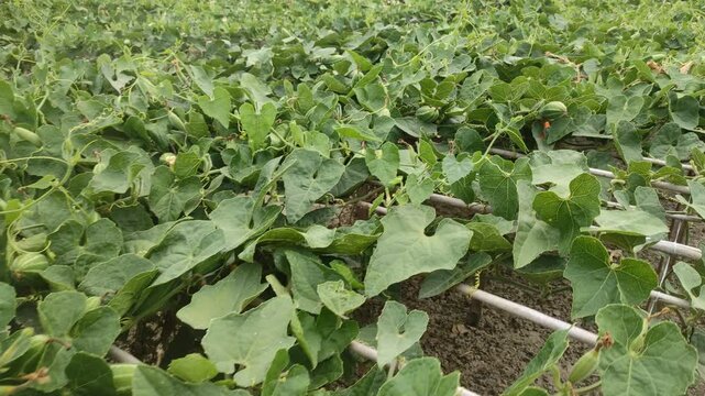 Pointed gourd or Trichosanthes dioica vegetable and plant with leaves in the field