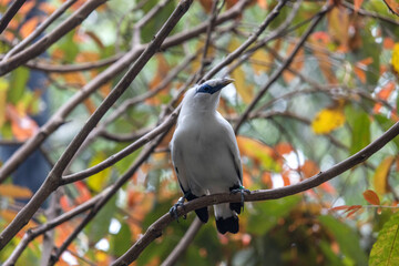 Beautiful Balinese myna bird or balinese starling