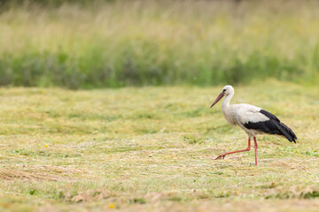 White stork walking on a mowed meadow in Poland