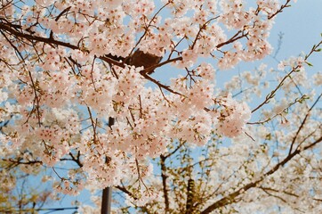 Cherry blossoms are in full bloom