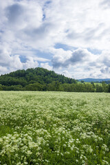 White flowers blooming in meadow near forest in Lutowiska, Poland