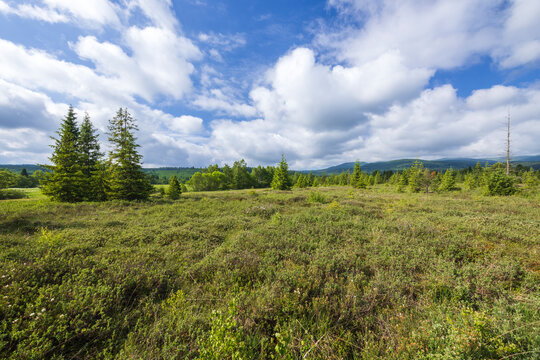 Wet meadow with coniferous trees growing in the Bieszczady Mountains, Poland