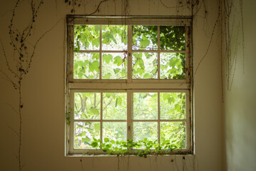 Fototapeta premium plants and windows