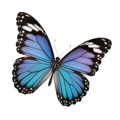 Obraz premium Blue and purple butterfly with open wings and intricate wing patterns isolated on transparent background