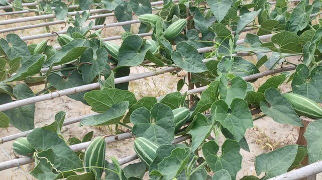 Trichosanthes dioica or Pointed gourd is a vine plant from the Cucurbitaceae familys 