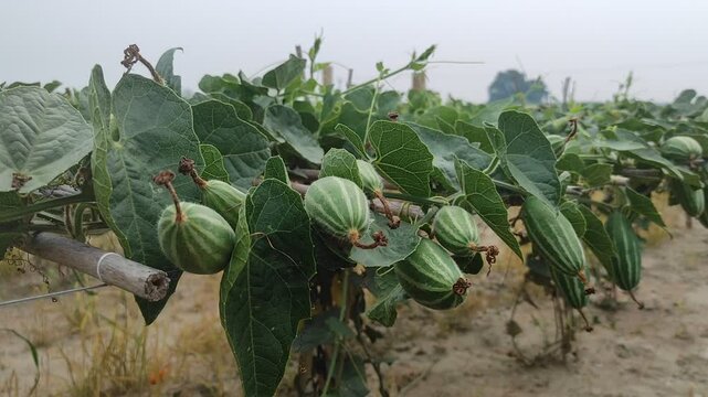Trichosanthes dioica or Pointed gourd is a vine plant from the Cucurbitaceae familys 