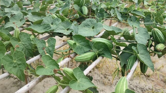 Trichosanthes dioica or Pointed gourd is a vine plant from the Cucurbitaceae familys 
