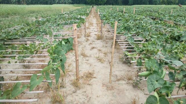 The pointed gourd plants are supported by the bamboo sticks.