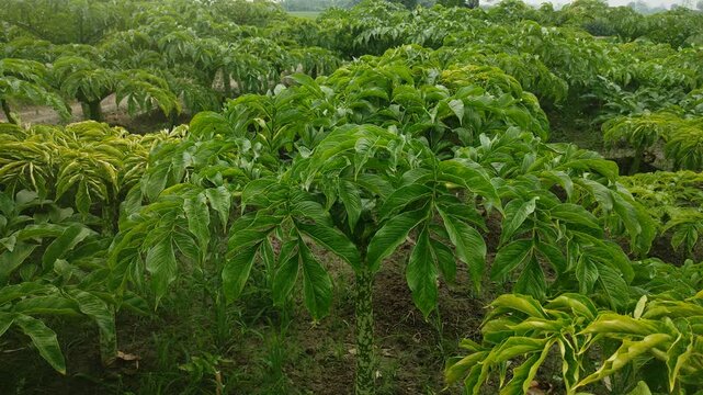 This tropical plant has very beautiful leaves