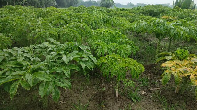 a healthy konja tree and began to bear fruit 