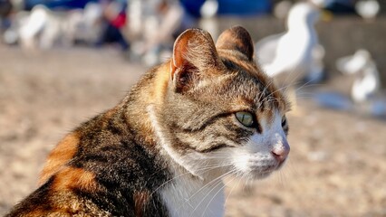 Streunende Katzen, Strassenkatzen
