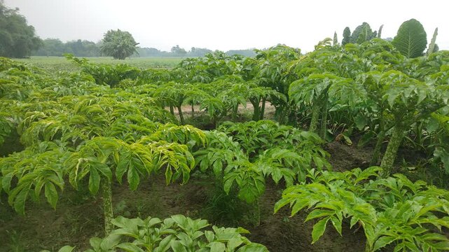 a healthy konja tree and began to bear fruit 