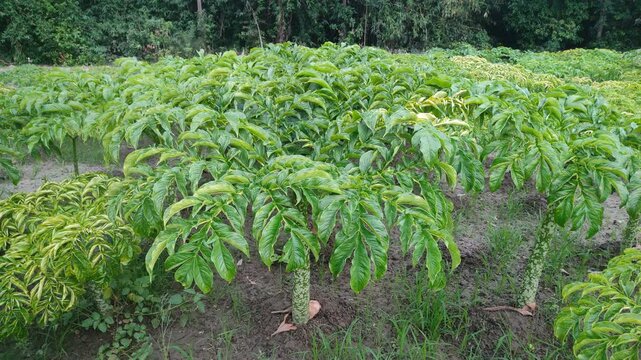 This tropical plant has very beautiful leaves