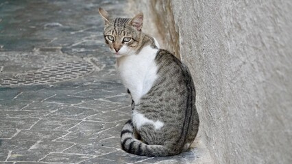 Streunende Katzen, Strassenkatzen