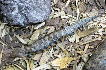 Blue-tongued skink the Singapore Zoo