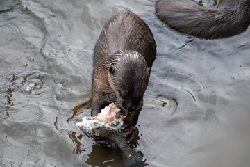 Smooth-coated otters in the Singapore river.
