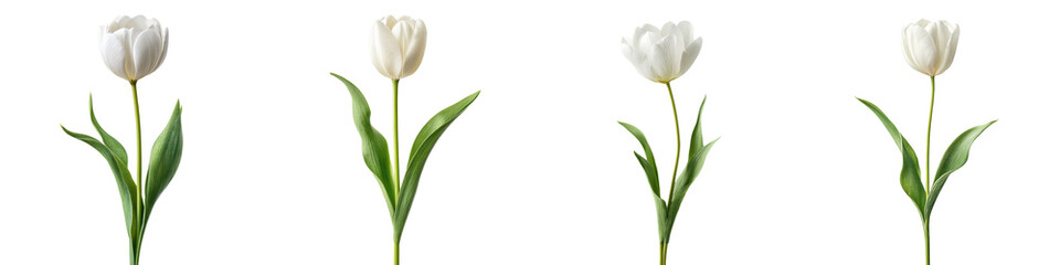 Beautiful white tulips standing gracefully against a dark background, showcasing their delicate petals and lush green leaves, perfect for floral design inspiration and nature-themed decor. © NRD