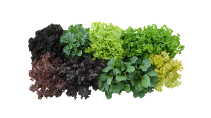 Assortment of Fresh Colorful Lettuce and Greens