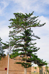 pine tree in the city