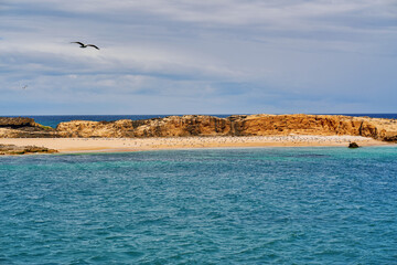 seagull on the beach