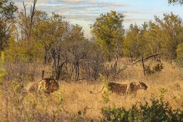 Lion Following Mating Lioness in Thick Bush - Hwange, Zimbabwe