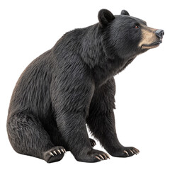 Fototapeta premium black grizzly bear sitting on hind legs and looking ahead, transparent background
