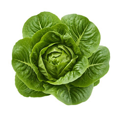 Obraz premium Fresh green romaine lettuce head with vibrant leaves isolated on transparent background, full view.