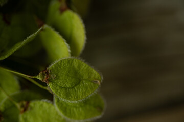 A close-up image of small, oval-shaped green seed pods covered in fine white hairs, depicting intricate natural texture and organic details against a neutral background.