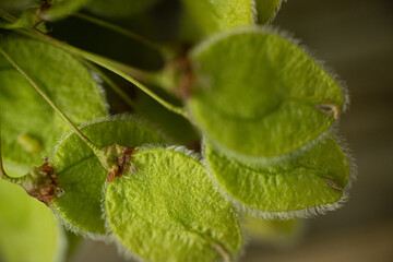 A close-up image of small, oval-shaped green seed pods covered in fine white hairs, depicting intricate natural texture and organic details against a neutral background.
