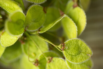 A close-up image of small, oval-shaped green seed pods covered in fine white hairs, depicting intricate natural texture and organic details against a neutral background.