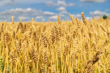 Gold wheat field and blue sky