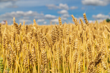 Gold wheat field and blue sky