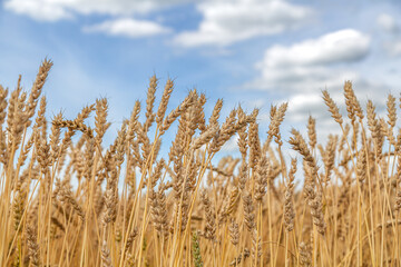 Gold wheat field and blue sky
