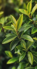 Obraz premium Lush Green Leaves with Closeup.