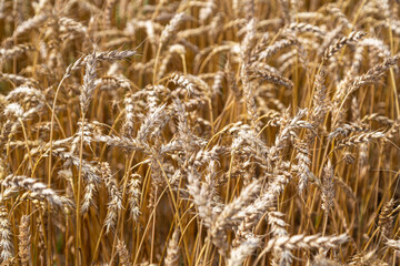 Gold wheat field and blue sky