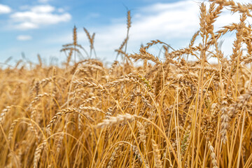 Gold wheat field and blue sky