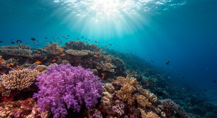Naklejka premium Vibrant Coral Reef: Sunlit Underwater Paradise
