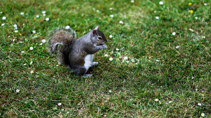 Obraz premium squirrel on the grass