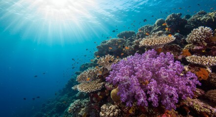 Naklejka premium Vibrant Coral Reef: Sunlit Underwater Paradise