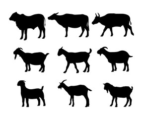 silhouette of sacrificial animals goat and cow