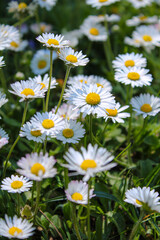 Fototapeta premium daisies on a meadow
