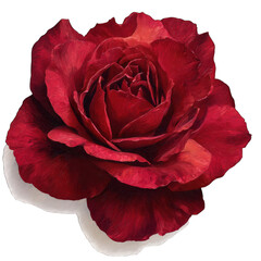 Close-up of a vibrant, deep red rose. Detailed petals and a rich color palette