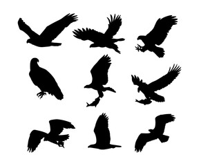 silhouette eagle bird collection set simple design