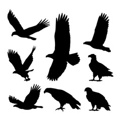 silhouette bird eagle collection set simple design