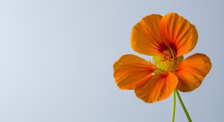 Orange Nasturtium Flower Close Up with Red Accents on Grey Gradient Background
