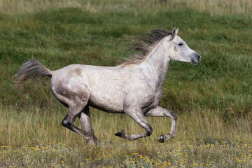 Obraz premium white horse gallop