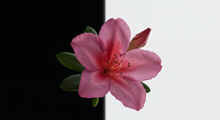 Pink Azalea Bloom with Black and White Split Background in Top Down Eye Level View