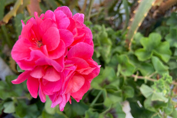 Pink geranium flowers in a spring garden close up. Blooming pelargonium peltatum.Ornamental plants concept.