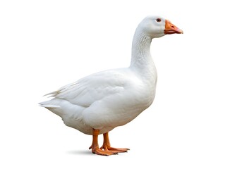 Obraz premium A white goose standing gracefully on a white background